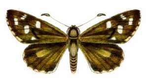 Antipodia atralba