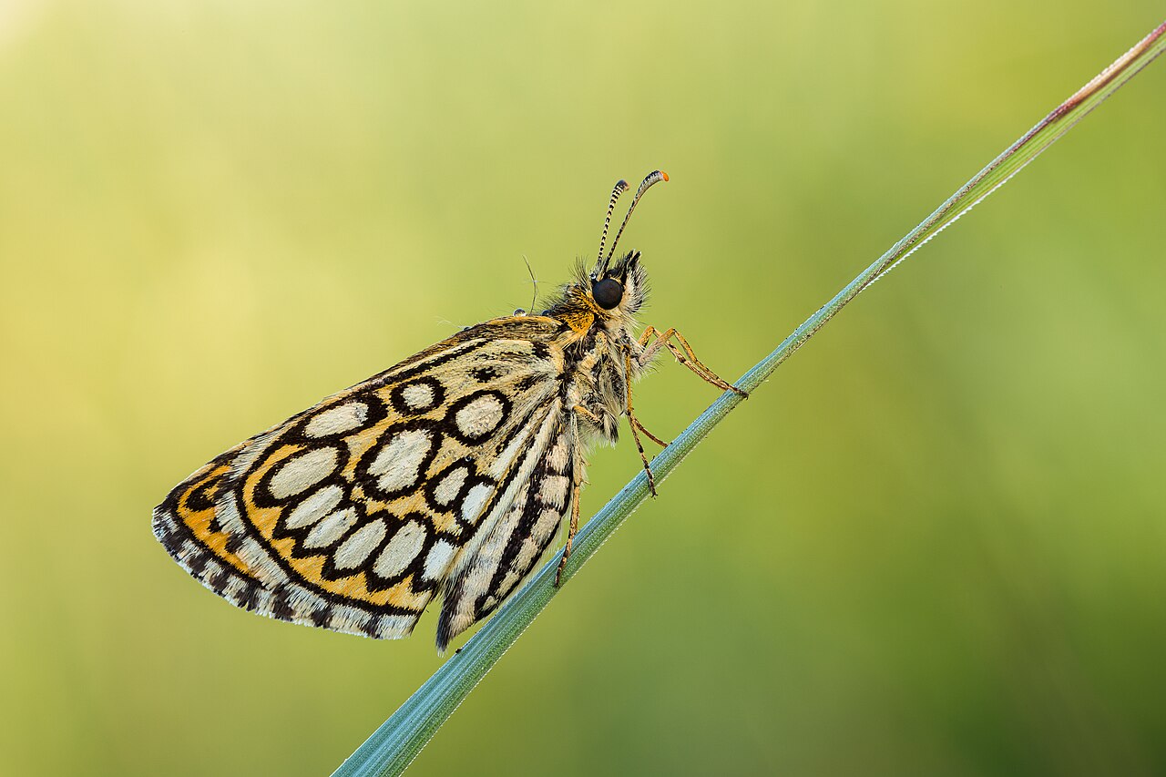 Heteropterus morpheus