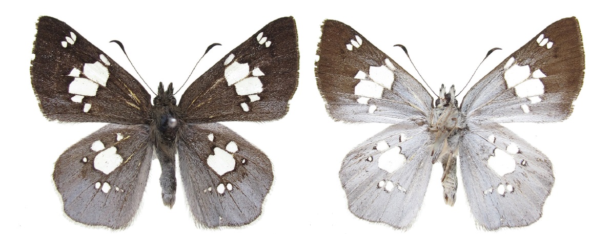 Cogia maeniata