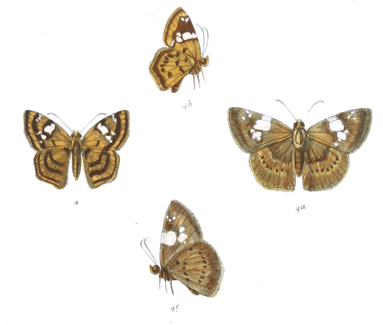 Cogia laxmi