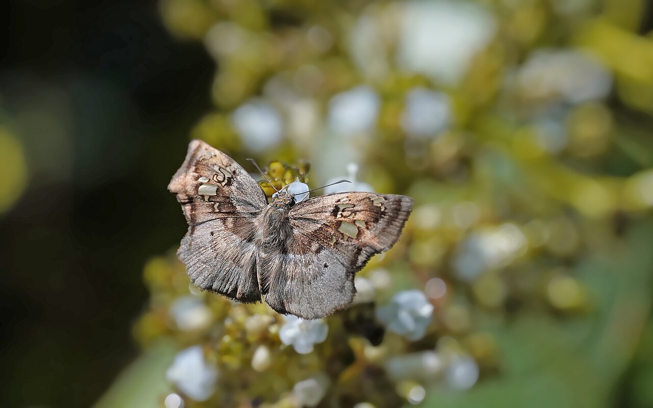 Quadrus lugubris