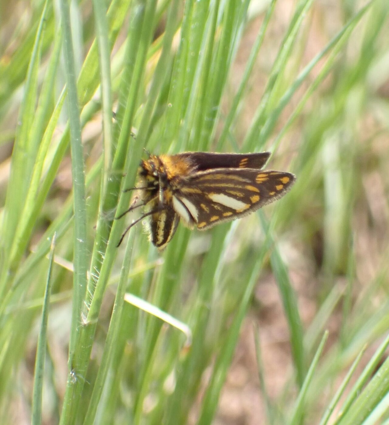 Metisella meninx