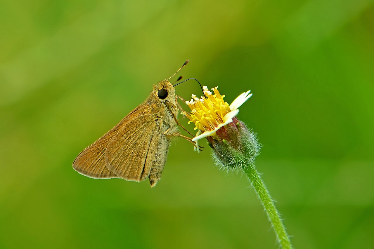 Gegenes nostrodamus