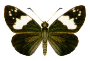 Notocrypta waigensis