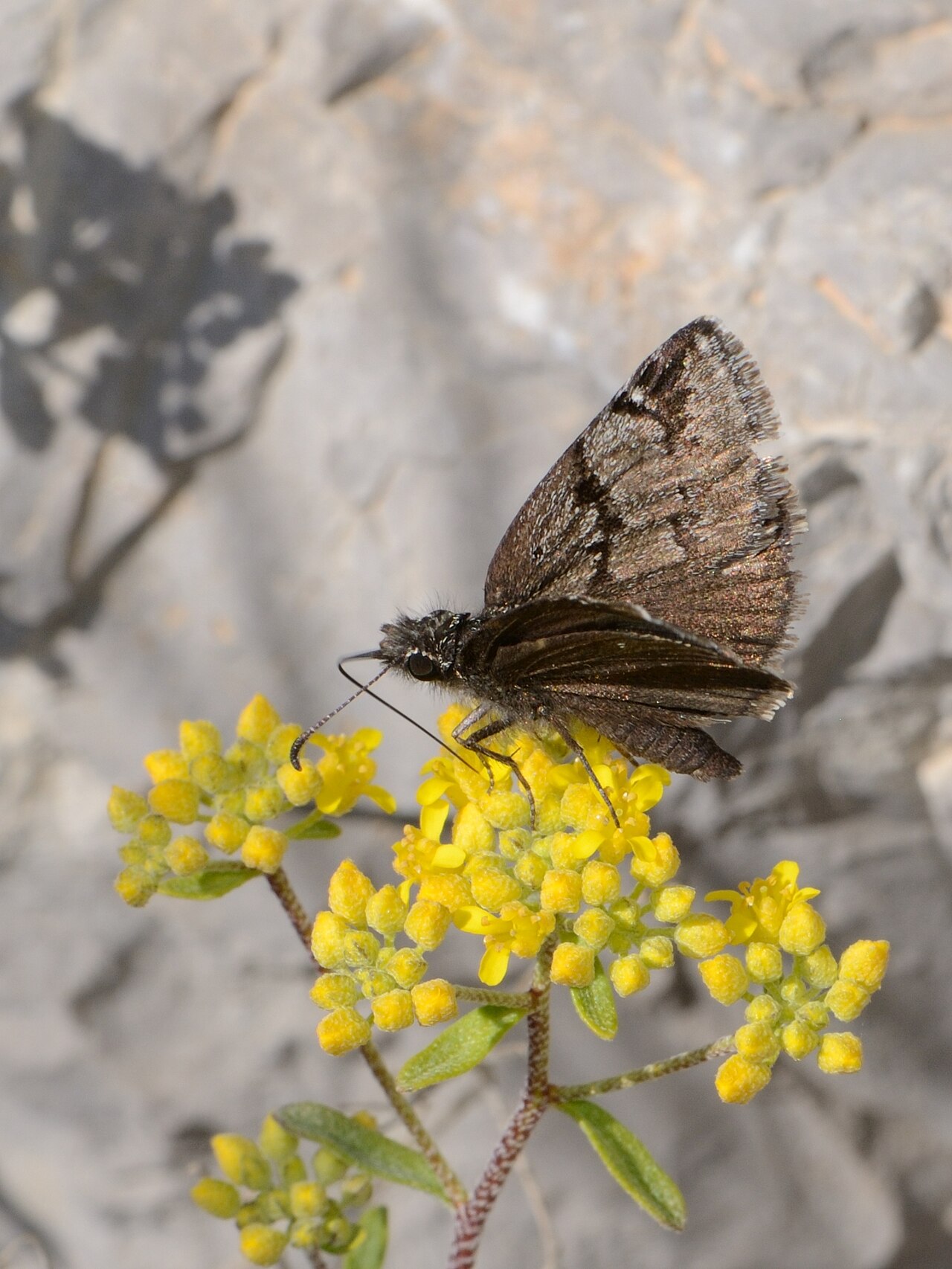 Erynnis marloyi