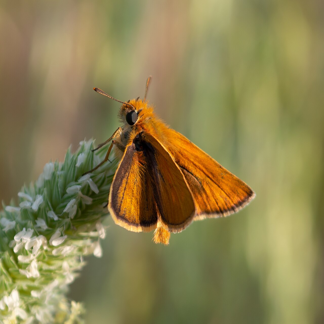 Thymelicus acteon