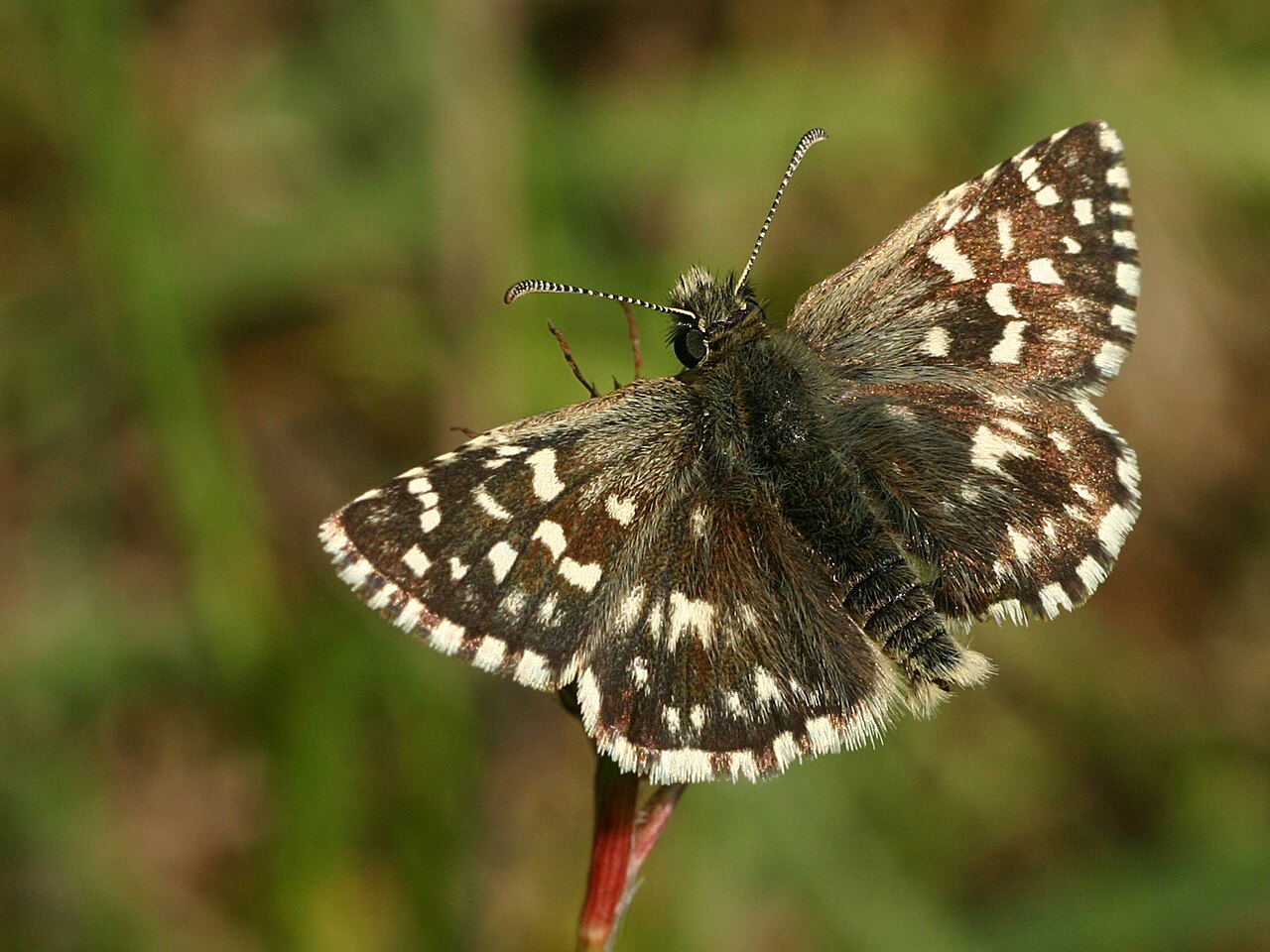 锦葵花弄蝶（Pyrgus malvae）
