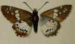Calleagris jamesoni