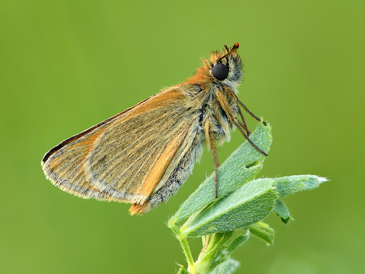 Thymelicus sylvestris