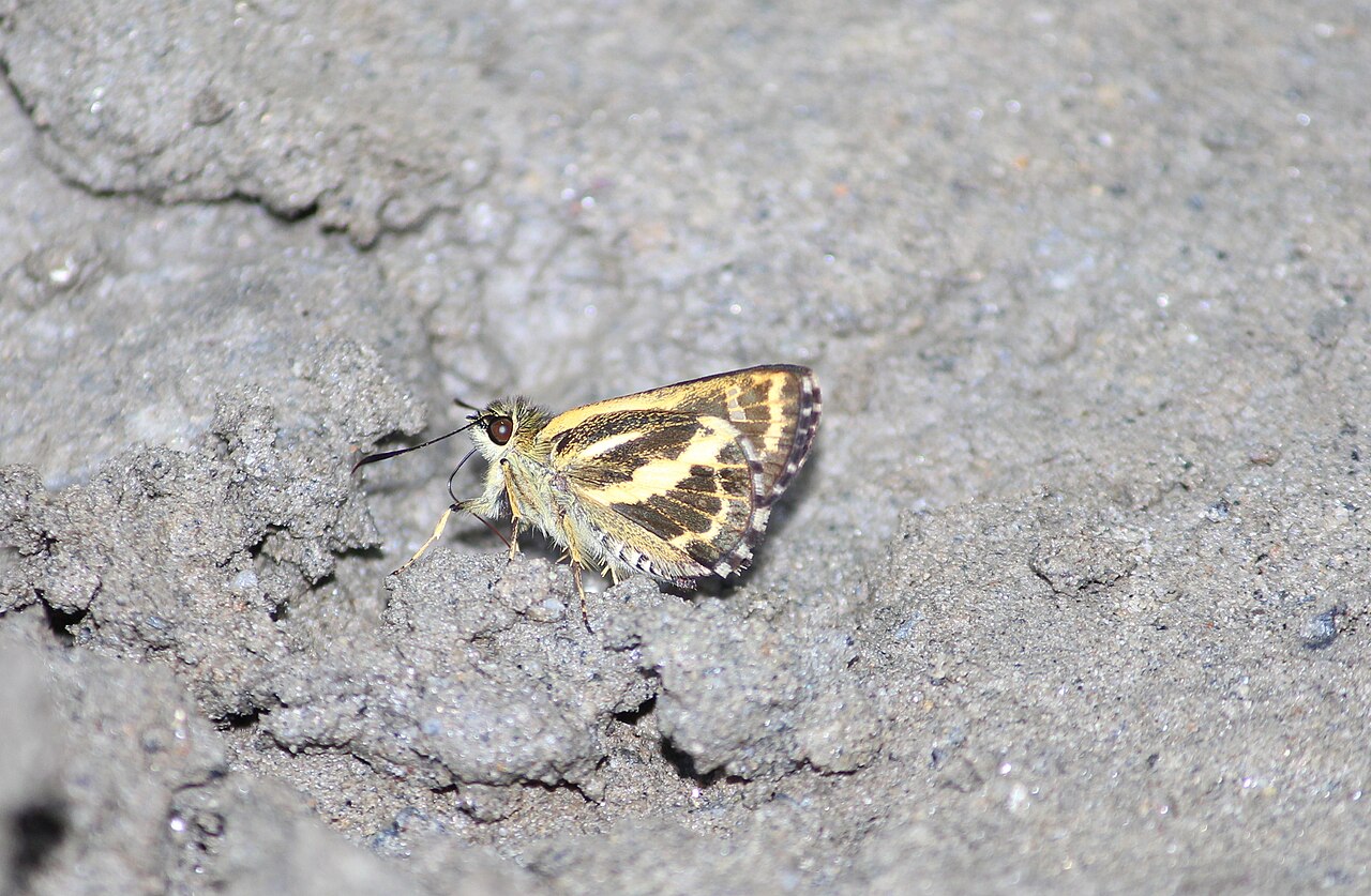 Sebastonyma medoensis