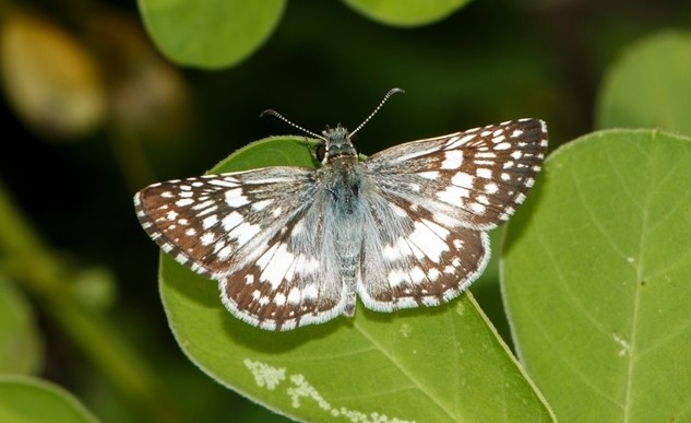 Burnsius adepta