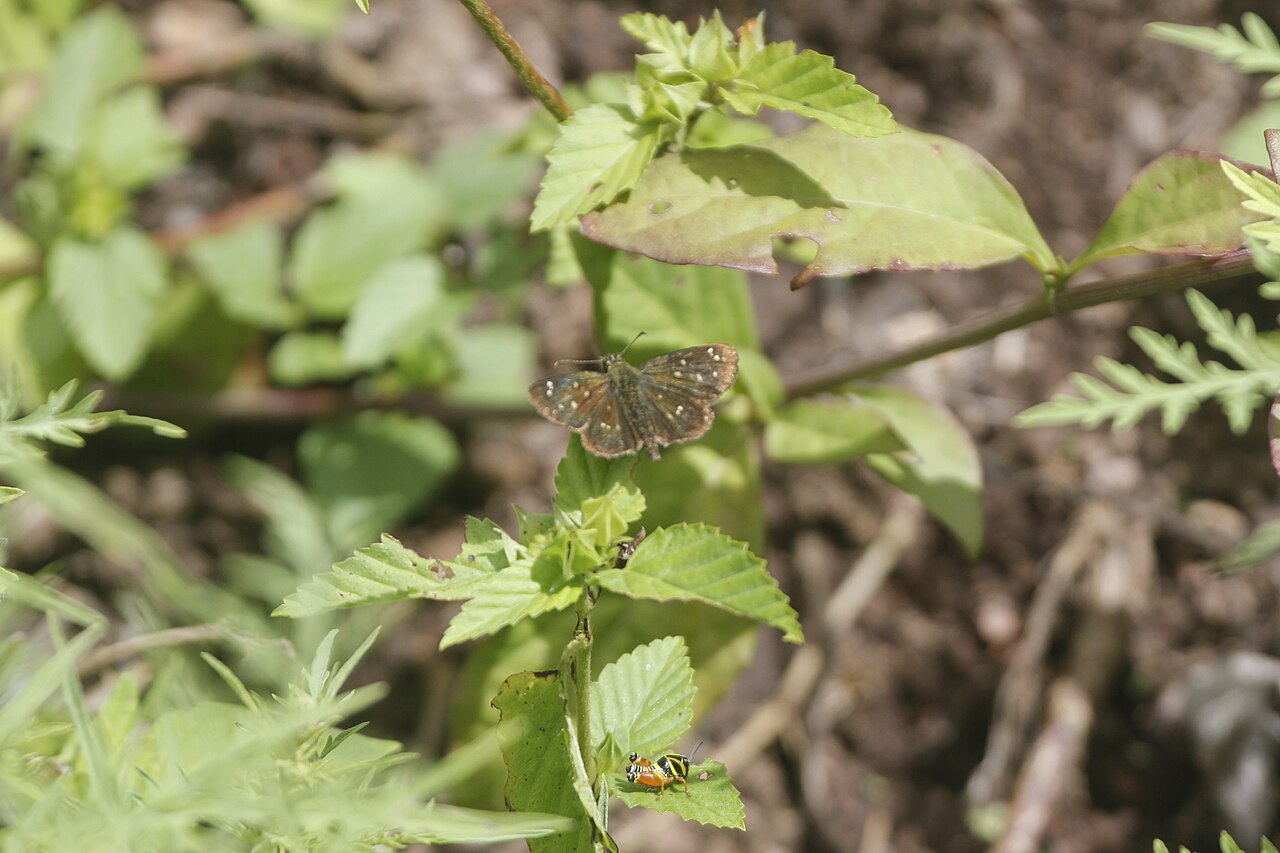 Piruna roeveri