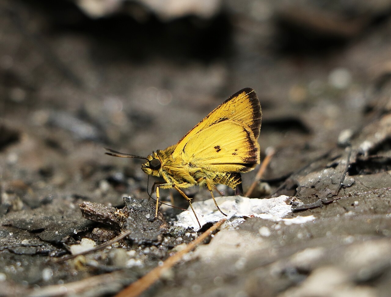 Zographetus dzonguensis