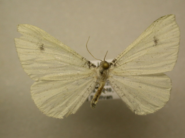 Macrosoma albida