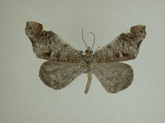 Macrosoma cascaria