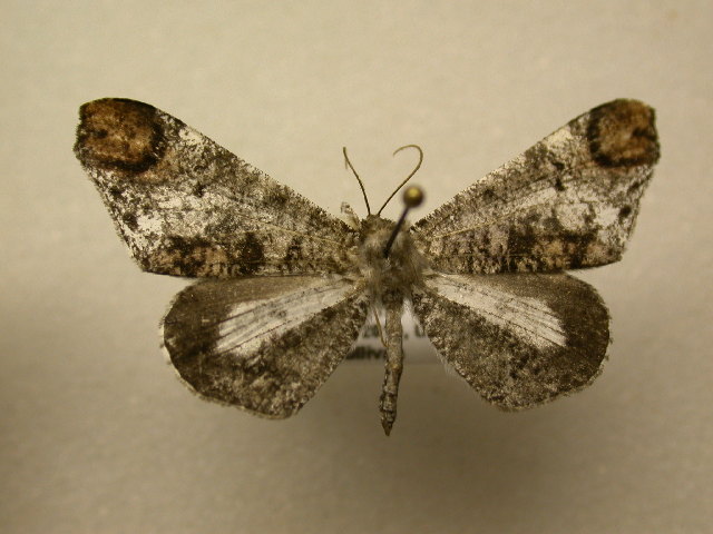 Macrosoma intermedia