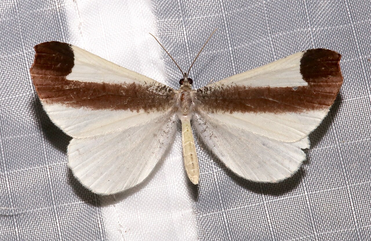 Macrosoma leucophasiata