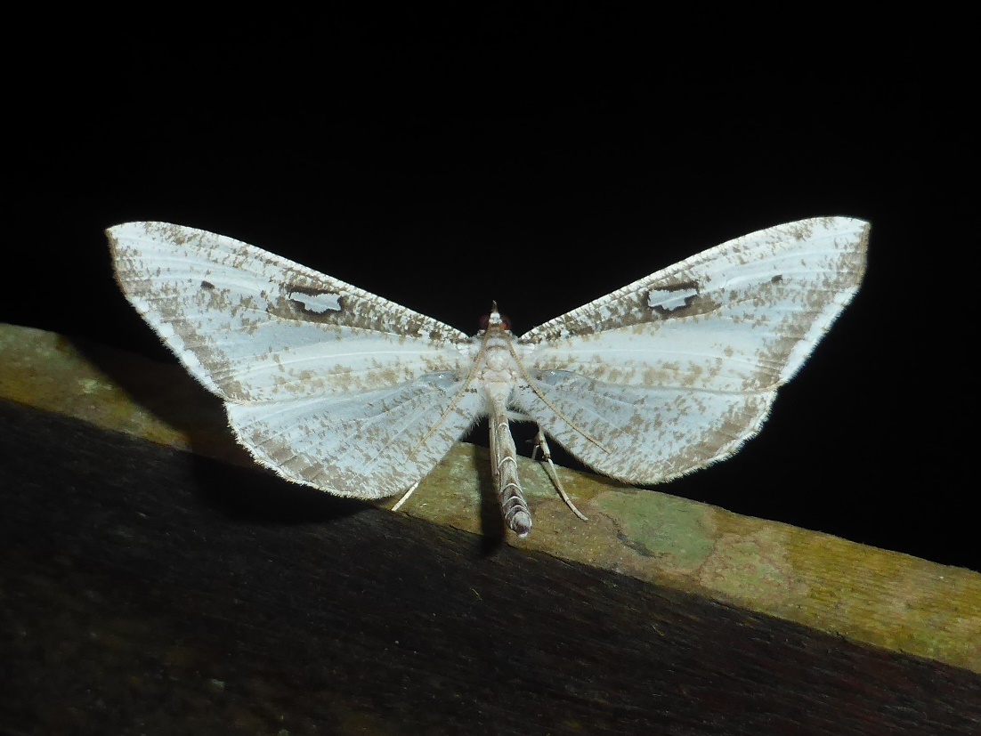 Macrosoma tipulata